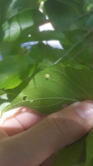 Celticecis pubescens