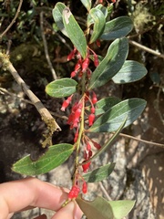 Huckleberry (Thibaudia)