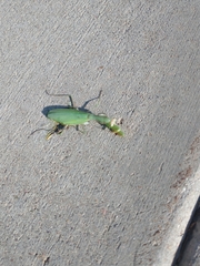 Mantis religiosa
