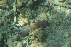 Holothuria edulis