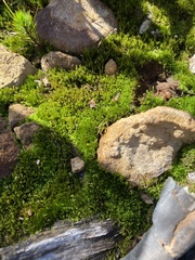 Solenostoma gracillimum