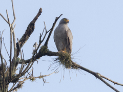 Rupornis magnirostris