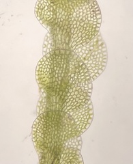 Solenostoma gracillimum