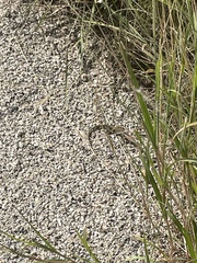 Aspidoscelis exsanguis