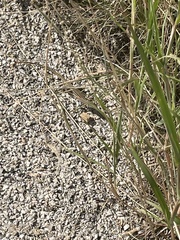 Aspidoscelis exsanguis