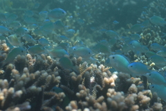 Chromis