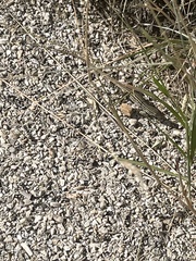 Aspidoscelis exsanguis