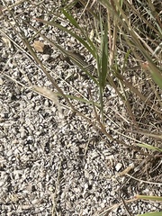 Aspidoscelis exsanguis