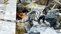 Ctenosaura oedirhina