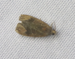 Evora hemidesma