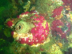 Pyura stolonifera