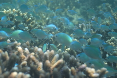 Chromis