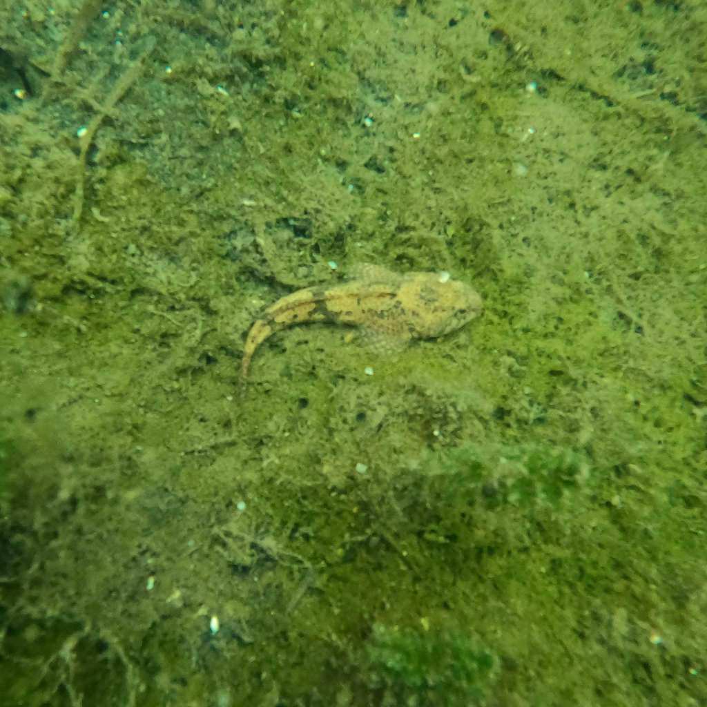 Barje Sculpin