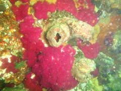 Pyura stolonifera