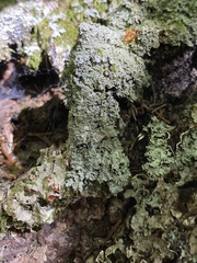 Heterodermia squamulosa
