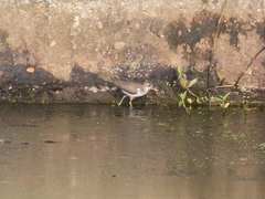 Actitis macularius