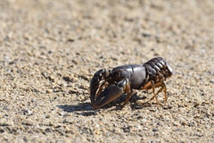 Procambarus gracilis