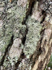 Heterodermia squamulosa