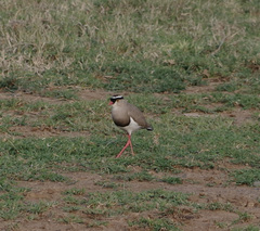 Vanellus coronatus