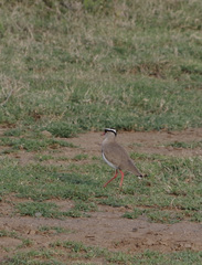 Vanellus coronatus