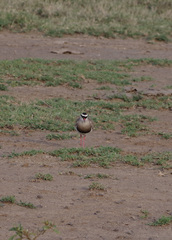 Vanellus coronatus