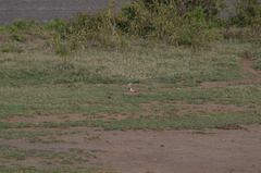 Vanellus coronatus