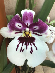 Miltoniopsis
