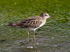 Calidris melanotos