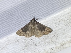 Hypena palparia