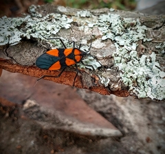 Oncopeltus orourkeae