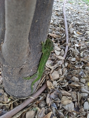 Chamaeleo chamaeleon