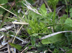 Lysimachia verna