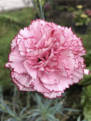 Dianthus