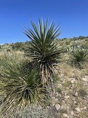 Yucca torreyi