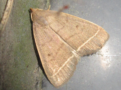 Simplicia rectalis