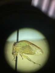 Stictolobus borealis