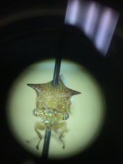 Stictolobus borealis