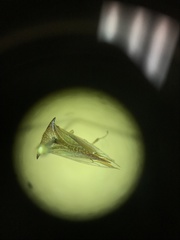 Stictolobus borealis