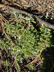 Antennaria marginata