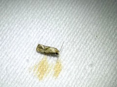 Platphalonidia