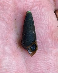 Pleurocera attenuata