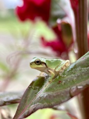 Hyla japonica