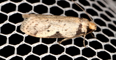 Philobota transversella