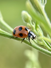 Coccinella septempunctata