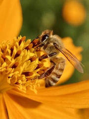 Apis mellifera