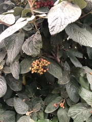 Viburnum