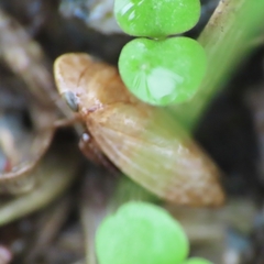 Anoscopus