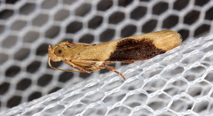 Ptyomaxia trigonogramma