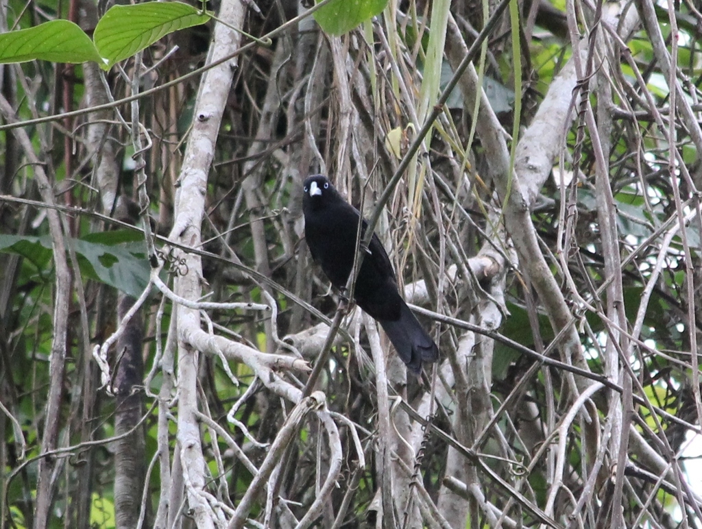 Ecuadorian Cacique (Cacicus sclateri) photo