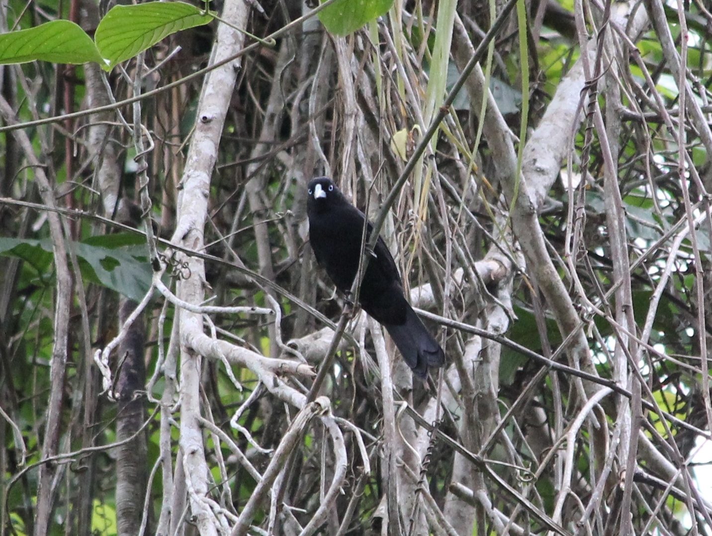 Ecuadorian Cacique (Cacicus sclateri), photo 2